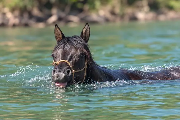 KALA – Quarter Horse, Grullo