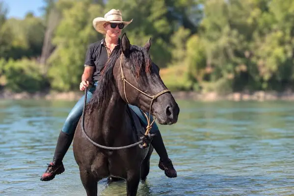 KALA – Quarter Horse, Grullo