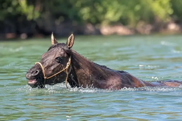 KALA – Quarter Horse, Grullo