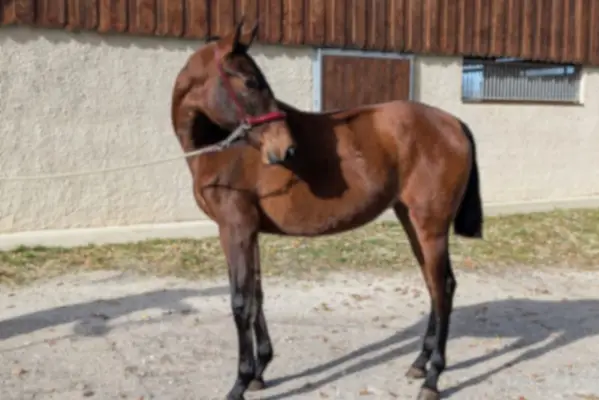Hungara, una joven yegua PRE de una línea prestigiosa
