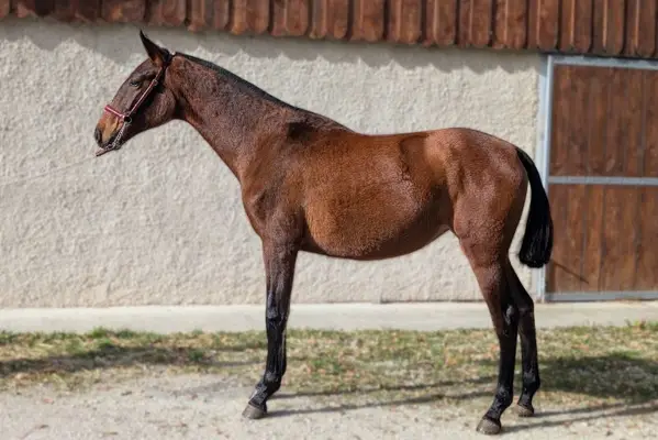 Hungara, eine junge PRE-Stute aus einer prestigeträchtigen Linie
