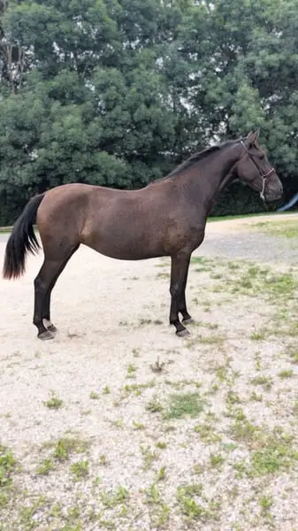✨ NOVIA XIV – Spanische Reitpferdestute (PRE) ✨