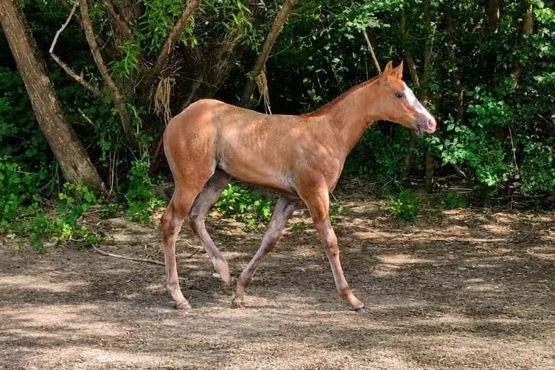 Quody, Quarter Horse-Fohlen, geboren im Jahr 2026. 🤍