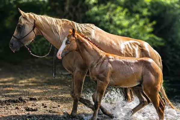 Quody, Quarter Horse-Fohlen, geboren im Jahr 2026. 🤍