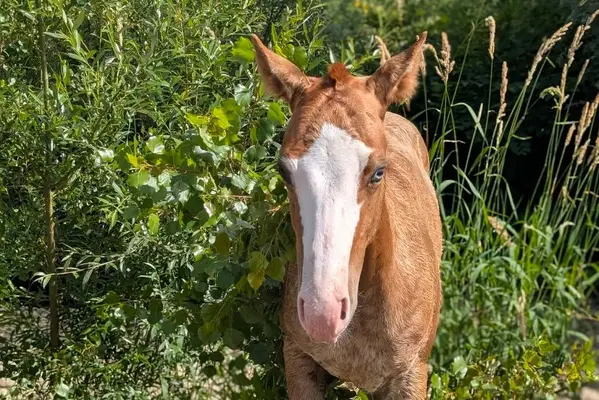 Quody, Quarter Horse-Fohlen, geboren im Jahr 2026. 🤍