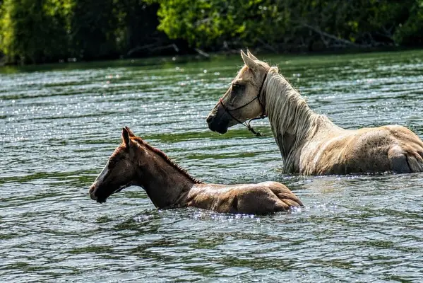 Quody, Quarter Horse-Fohlen, geboren im Jahr 2026. 🤍