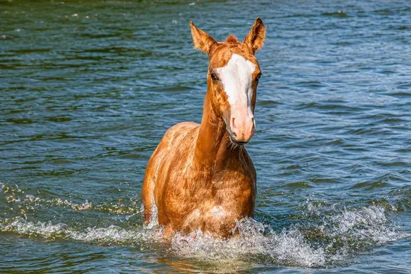 Quody, Quarter Horse-Fohlen, geboren im Jahr 2026. 🤍