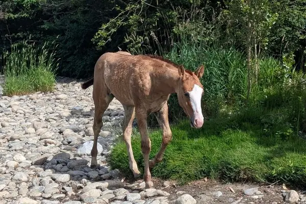 Quody, Quarter Horse-Fohlen, geboren im Jahr 2026. 🤍