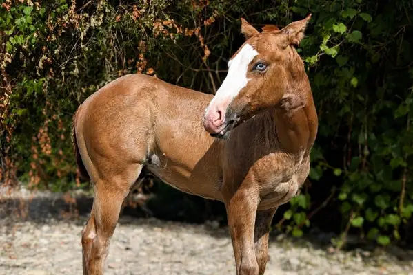 Quody, Quarter Horse-Fohlen, geboren im Jahr 2026. 🤍