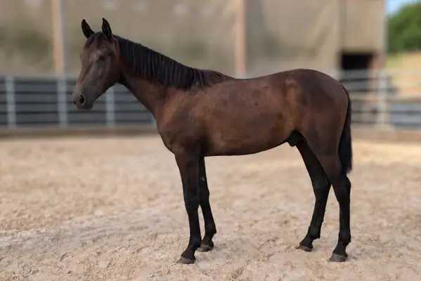 Carbonero, a young PRE, curious, sociable and dynamic.