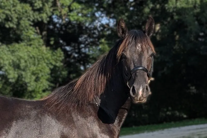N' Joy, ein wunderschöner Quarter Horse-Hengst mit sanftem Gemüt und außergewöhnlichem Charakter