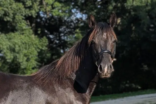 N' Joy, un magnifique étalon Quarter Horse au tempérament doux et au caractère exceptionnel