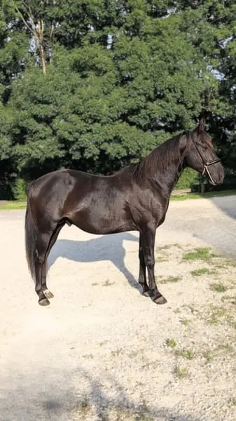 N' Joy, ein wunderschöner Quarter Horse-Hengst mit sanftem Gemüt und außergewöhnlichem Charakter