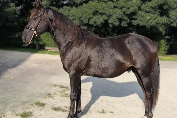 N' Joy, ein wunderschöner Quarter Horse-Hengst mit sanftem Gemüt und außergewöhnlichem Charakter
