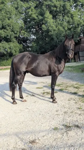 N' Joy, ein wunderschöner Quarter Horse-Hengst mit sanftem Gemüt und außergewöhnlichem Charakter