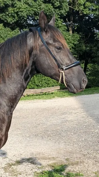 N' Joy, ein wunderschöner Quarter Horse-Hengst mit sanftem Gemüt und außergewöhnlichem Charakter