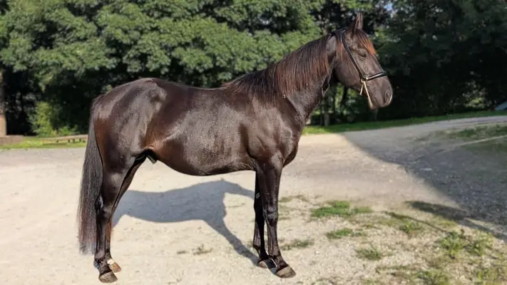 N' Joy, ein wunderschöner Quarter Horse-Hengst mit sanftem Gemüt und außergewöhnlichem Charakter