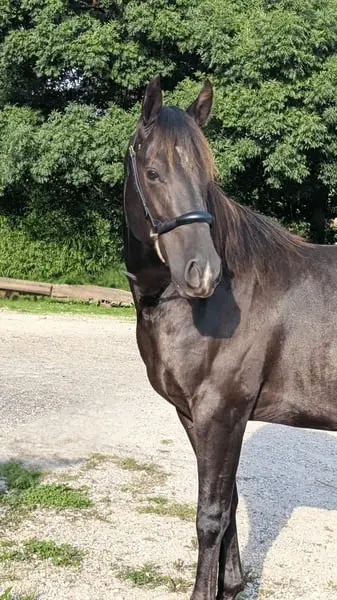 N' Joy, ein wunderschöner Quarter Horse-Hengst mit sanftem Gemüt und außergewöhnlichem Charakter