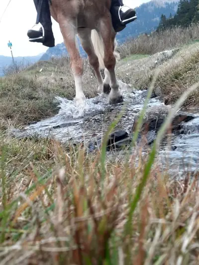 Geführte Ausritte
