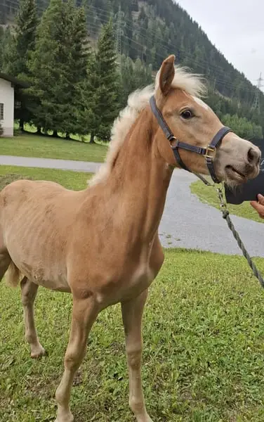 großgewachsene sehr umgängliche Hengstfohlen