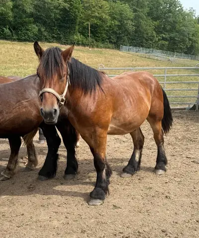 Auf der Suche nach einem jungen Luxemburger Ardenner Hengst?