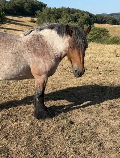 Auf der Suche nach einer jungen Ardenner Stute?