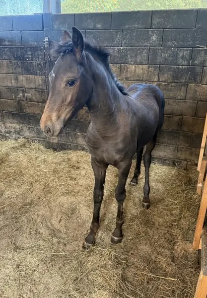 Auf der Suche nach einem Friesen x Quarter Horse Mix Stutfohlen?