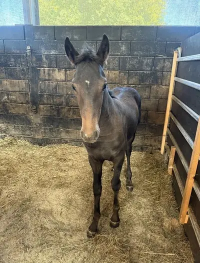 Auf der Suche nach einem Friesen x Quarter Horse Mix Stutfohlen?