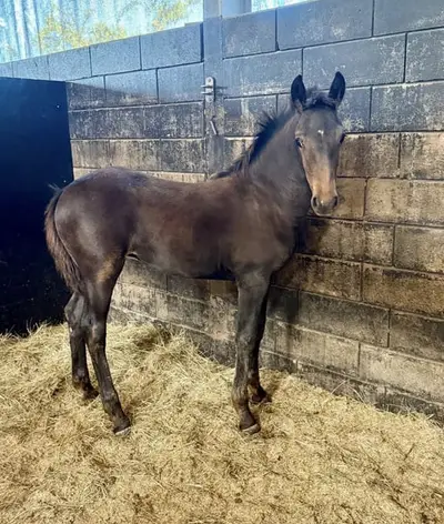 Auf der Suche nach einem Friesen x Quarter Horse Mix Stutfohlen?
