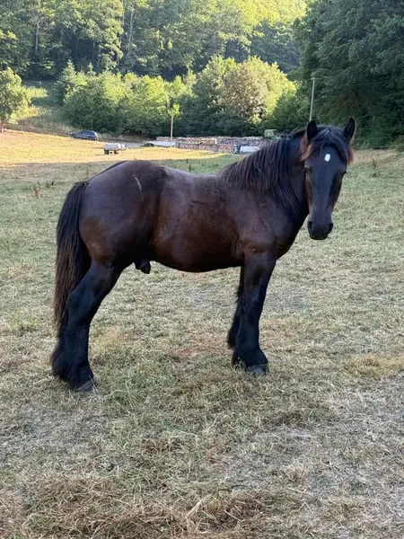 Original Ardenner Jährlings Hengst - Rappe