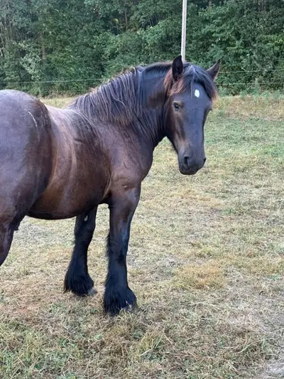 Original Ardenner Jährlings Hengst - Rappe