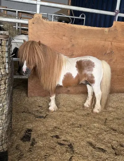 Auf der Suche nach einem Shetty Hengst?