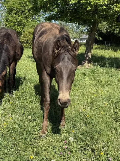 Sehr schöner, gut gezogener, Appaloosa Wallach -