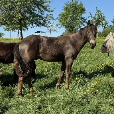 Sehr schöner, gut gezogener, Appaloosa Wallach -