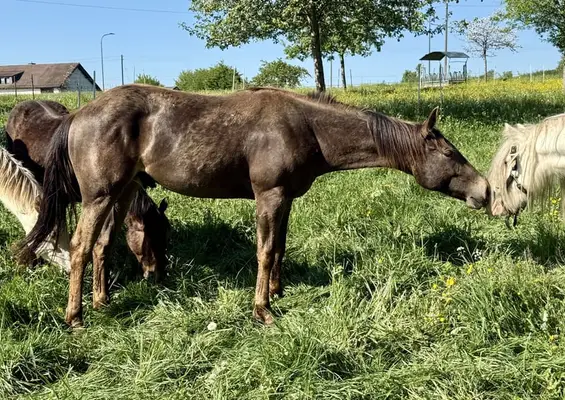 Sehr schöner, gut gezogener, Appaloosa Wallach -
