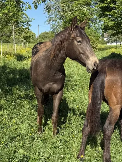 Sehr schöner, gut gezogener, Appaloosa Wallach -