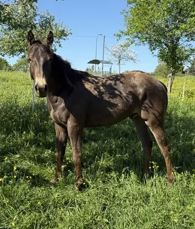 Sehr schöner, gut gezogener, Appaloosa Wallach -