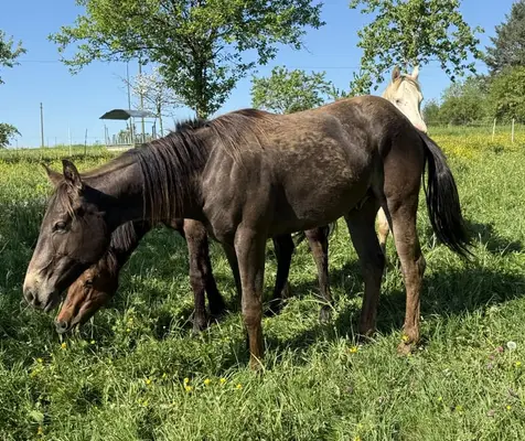 Sehr schöner, gut gezogener, Appaloosa Wallach -
