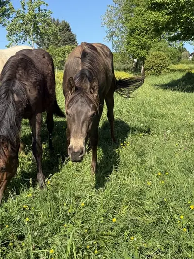 Sehr schöner, gut gezogener, Appaloosa Wallach -
