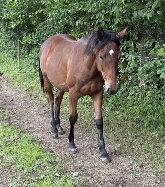 Auf der Suche nach einer jungen Quarter Horse Mix Stute?