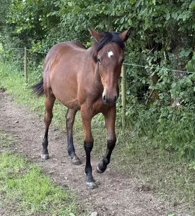 Auf der Suche nach einer jungen Quarter Horse Mix Stute?