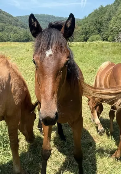 Auf der Suche nach einer jungen Quarter Horse Mix Stute?