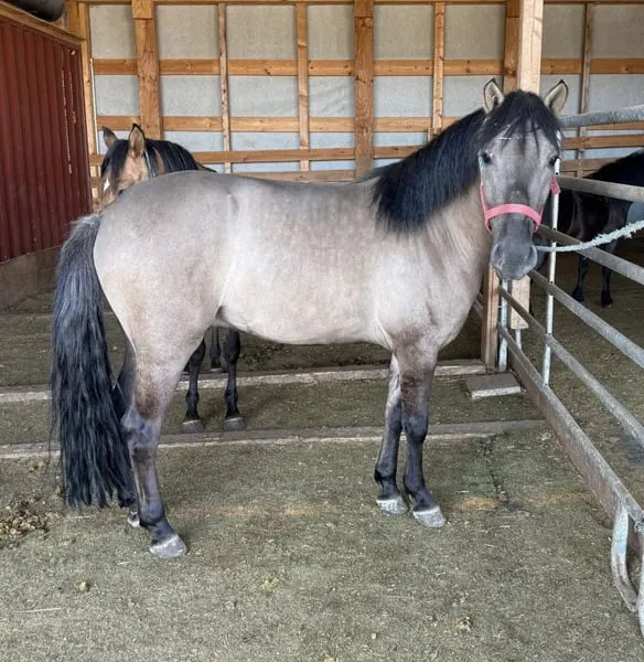 Auf der Suche nach einem jungen Grullo Pony zum Selbstausbilden?