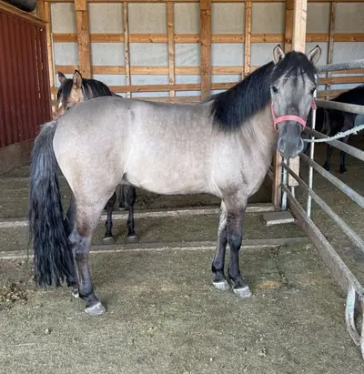 Looking for a young Grullo pony to train yourself?