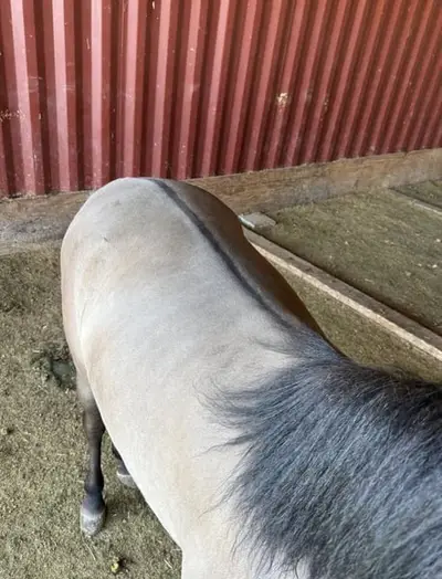 Auf der Suche nach einem jungen Grullo Pony zum Selbstausbilden?
