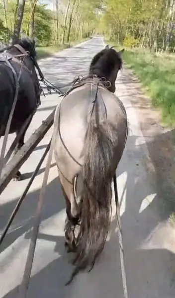 Auf der Suche nach einem jungen Grullo Pony zum Selbstausbilden?