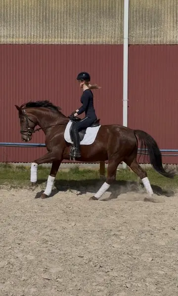 Tolle 6 Jährige Dressurstute von Vitalis x Sir Donnerhall
