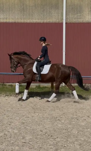 Tolle 6 Jährige Dressurstute von Vitalis x Sir Donnerhall