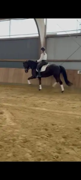 Tolle 6 Jährige Dressurstute von Vitalis x Sir Donnerhall