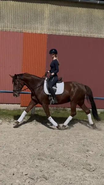 Tolle 6 Jährige Dressurstute von Vitalis x Sir Donnerhall